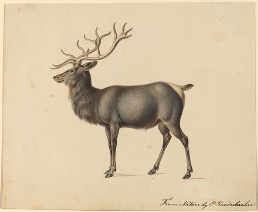 Peter Rindisbacher