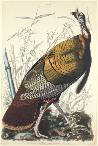 Portrait of William Home Lizars