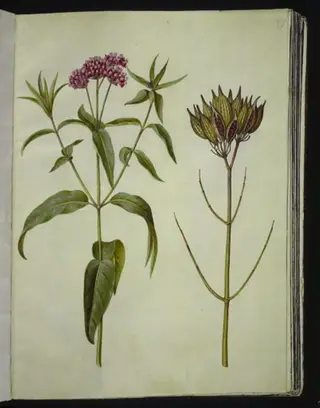 Asclepias incarnata (rosen-silkeplante)