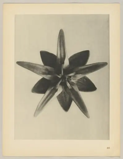 Asclepias speciosa
