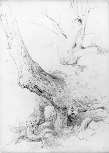 Sketch from Nature, by Asher Brown Durand