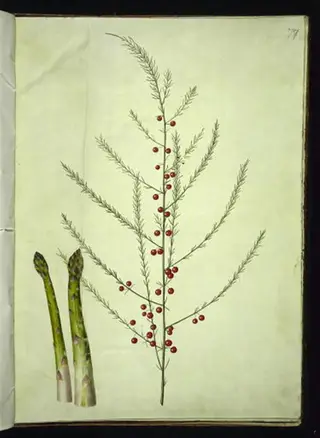 Asparagus officinalis (almindelig asparges)