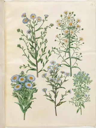 Aster amellus (virgil-asters); Symphyotrichum novi-belgii (nybelgisk asters); Symphyotrichum novae-angliae (nyengelsk asters); Symphyotrichum dumosum (pude-asters); Symphyotrichum ericoides (lyng-asters)