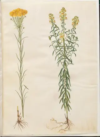Aster linosyris (guldhår-asters); Linaria vulgaris (almindelig torskemund)