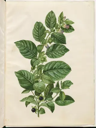 Atropa belladonna (galnebær), 1654