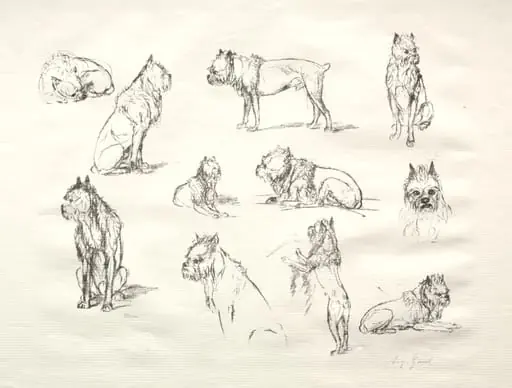 Study of Dogs, by August Gaul