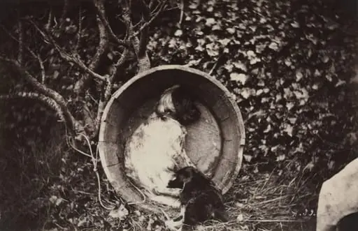 Dog and Puppy in Barrel, by Auguste Giraudon's Artist