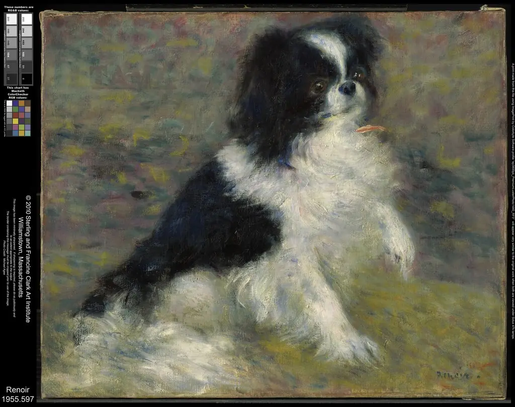 Tama, the Japanese Dog