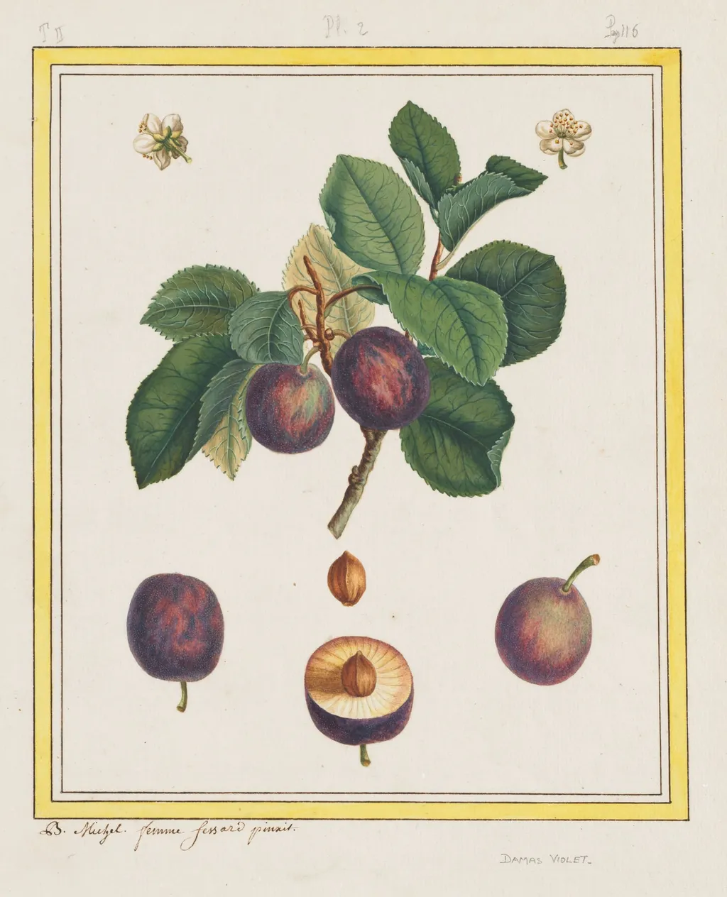 Damascus Plum, by B. Michel, 1768
