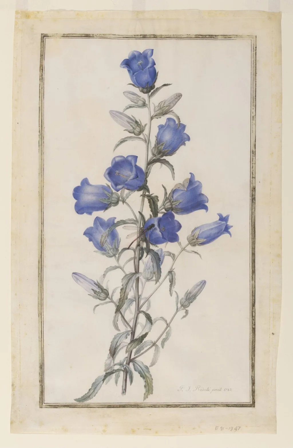 Canterbury Bells (Campanula medium), by Pierre Joseph Redouté, watercolor, 1787