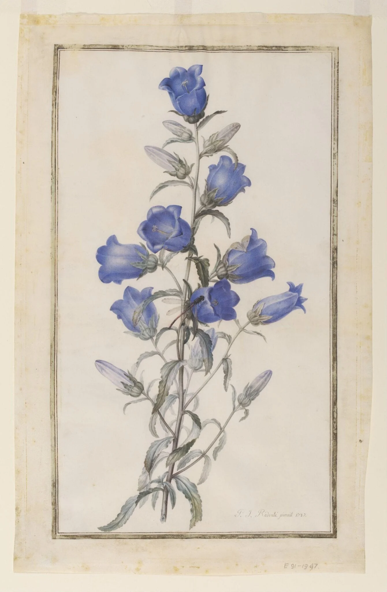 Canterbury Bells (Campanula medium), detail