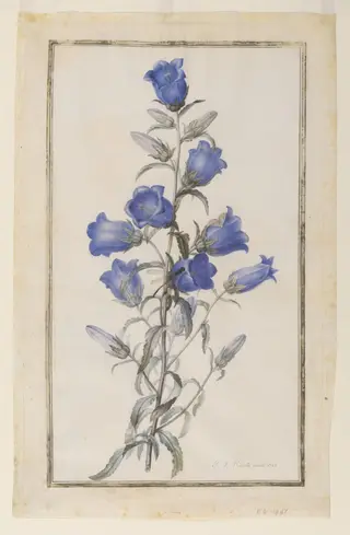 Canterbury Bells (Campanula medium), by Pierre Joseph Redouté, watercolor, 1787