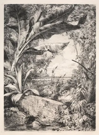 Plants of the Greenhouse, by Jules Jacquemart, 1872