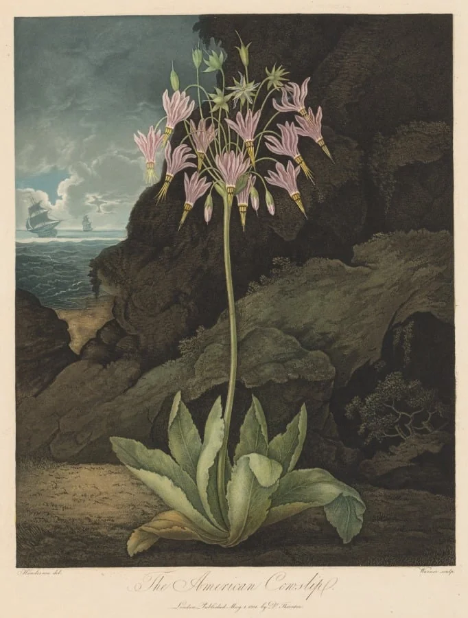 The American Cowslip, Plate 26, detail