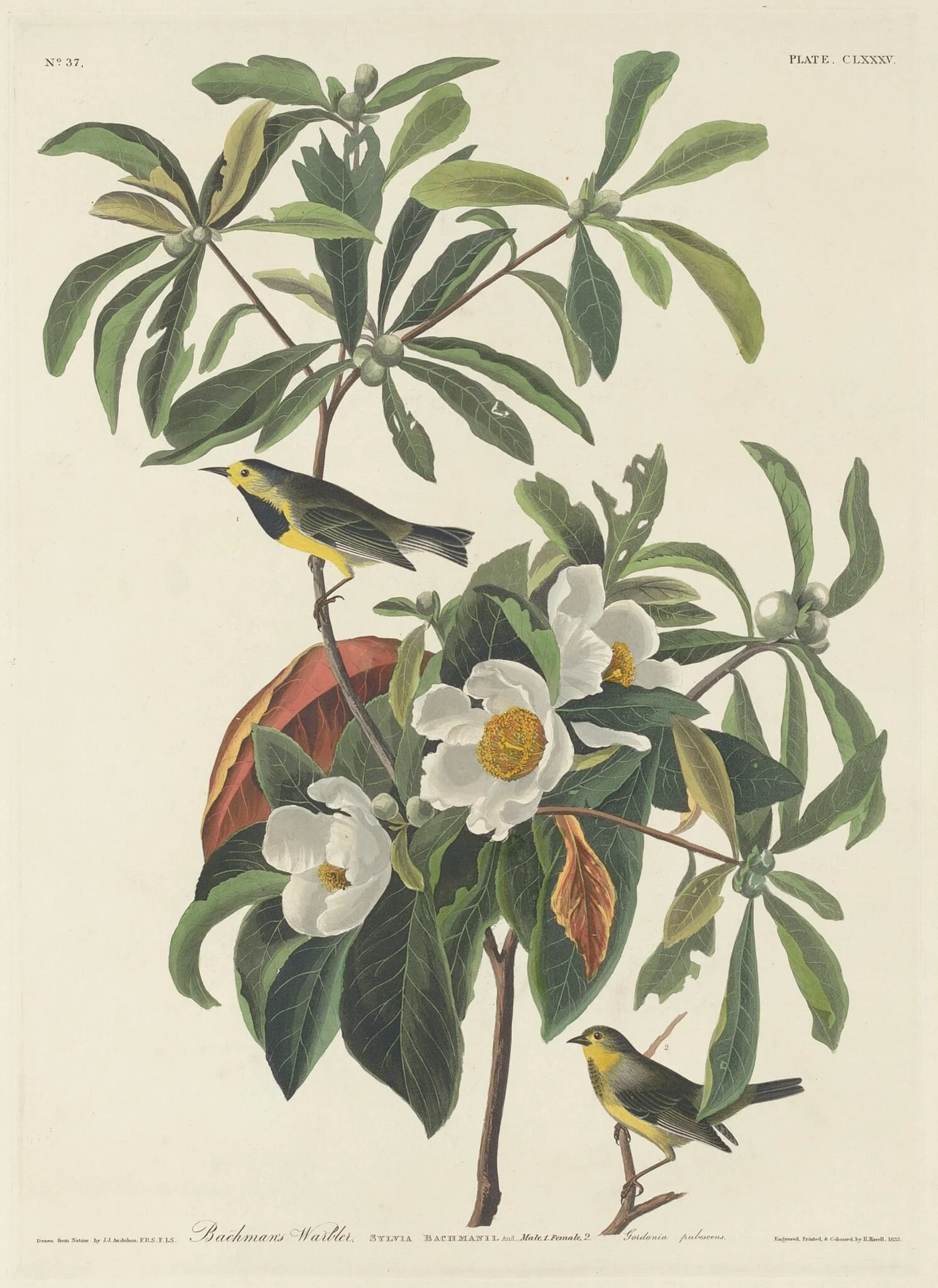 Bachman's Warbler, detail