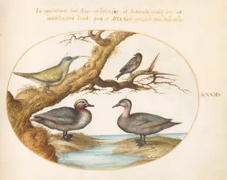 Plate 32: A Green-Winged Teal, a Juvenile Green Woodpecker, and Two Other Birds, by Joris Hoefnagel, gouache, 1594