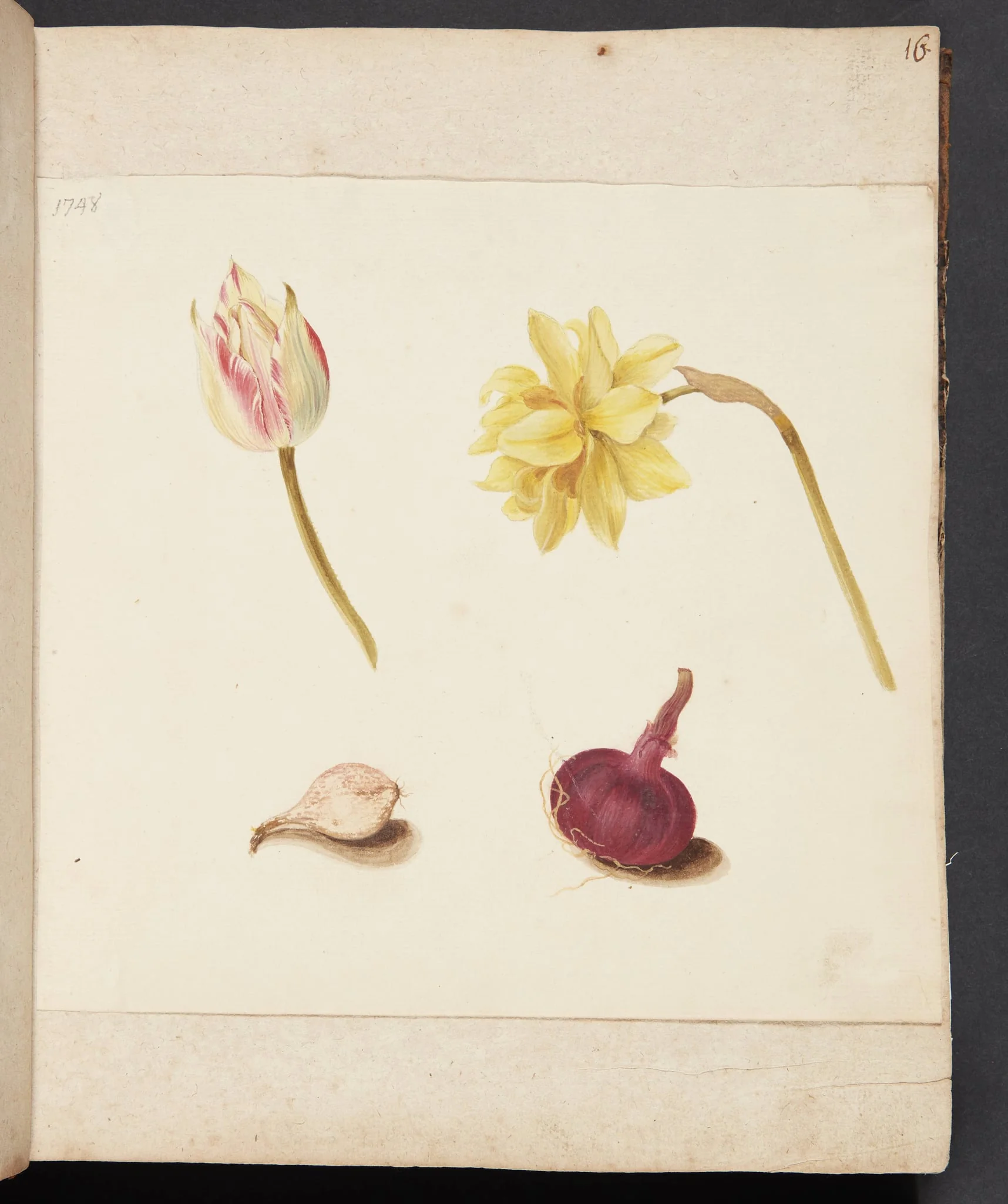 Studie af blomster og løg, detail