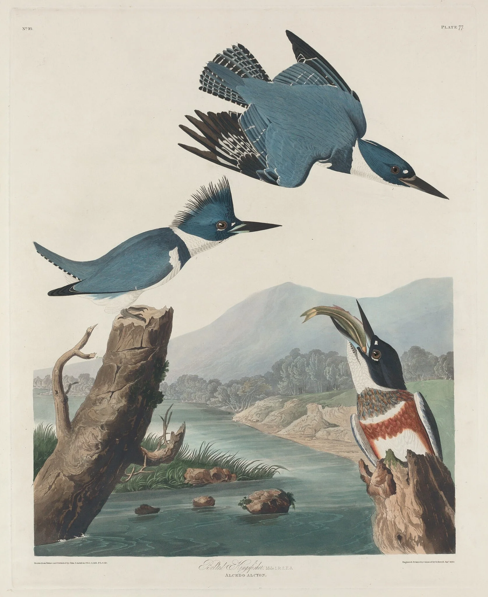 Belted Kingsfisher, detail