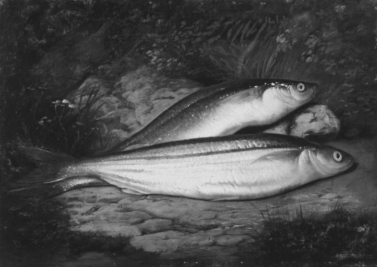California Smelt, detail