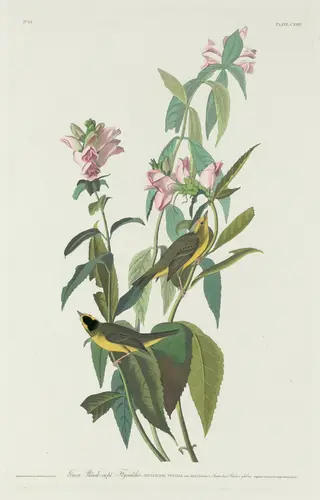 Green Black-Capt Flycatcher, by Havell, Jr., Robert, ink, 1831
