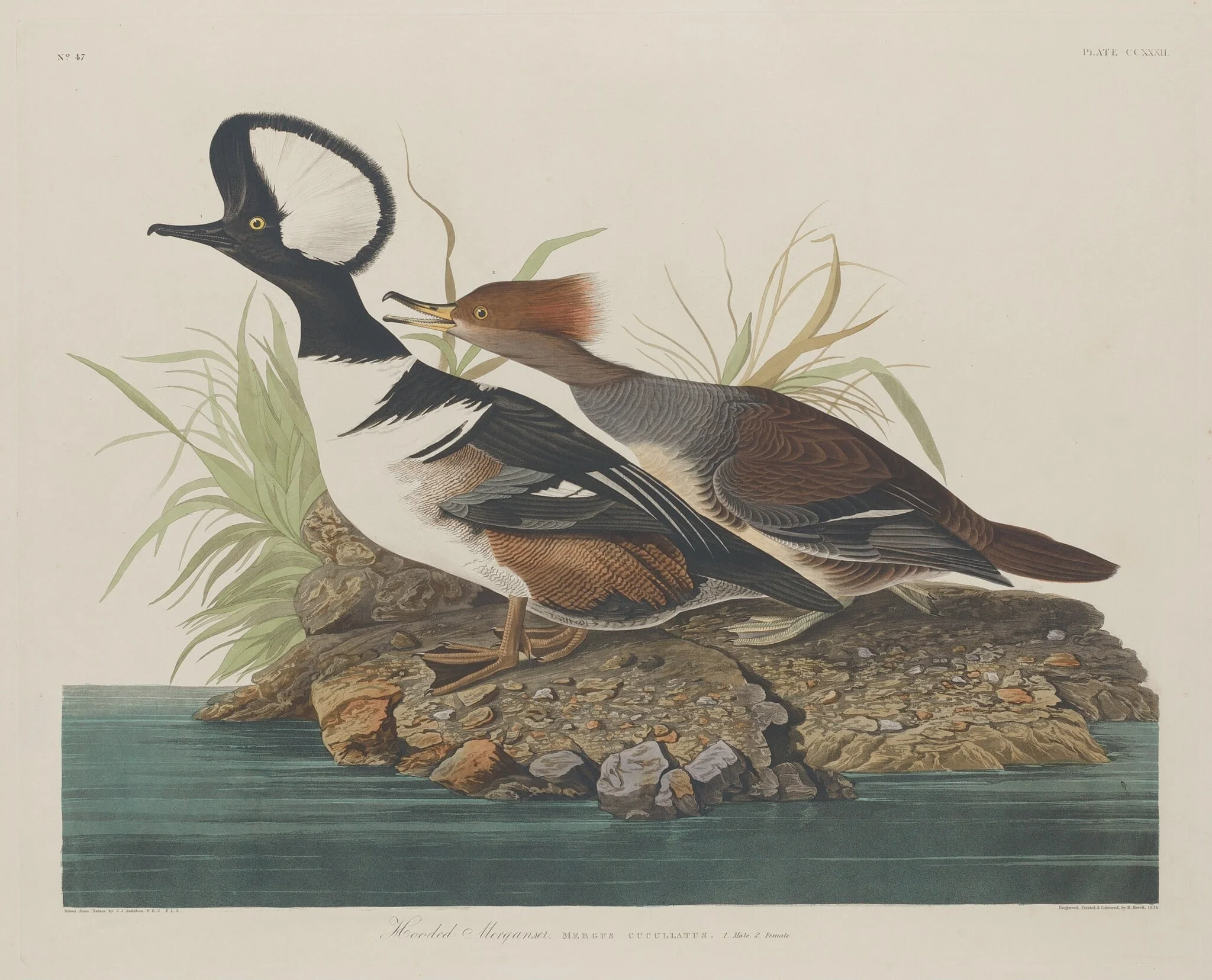 Hooded Merganser, detail
