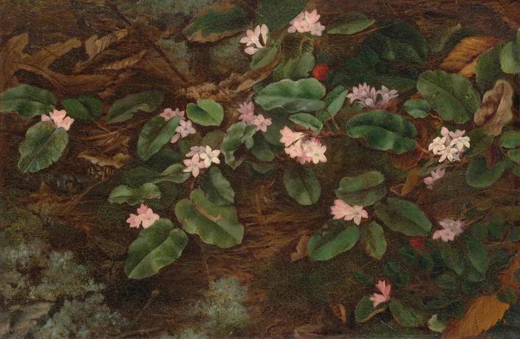 Trailing Arbutus, by Fidelia Bridges, oil, 1863