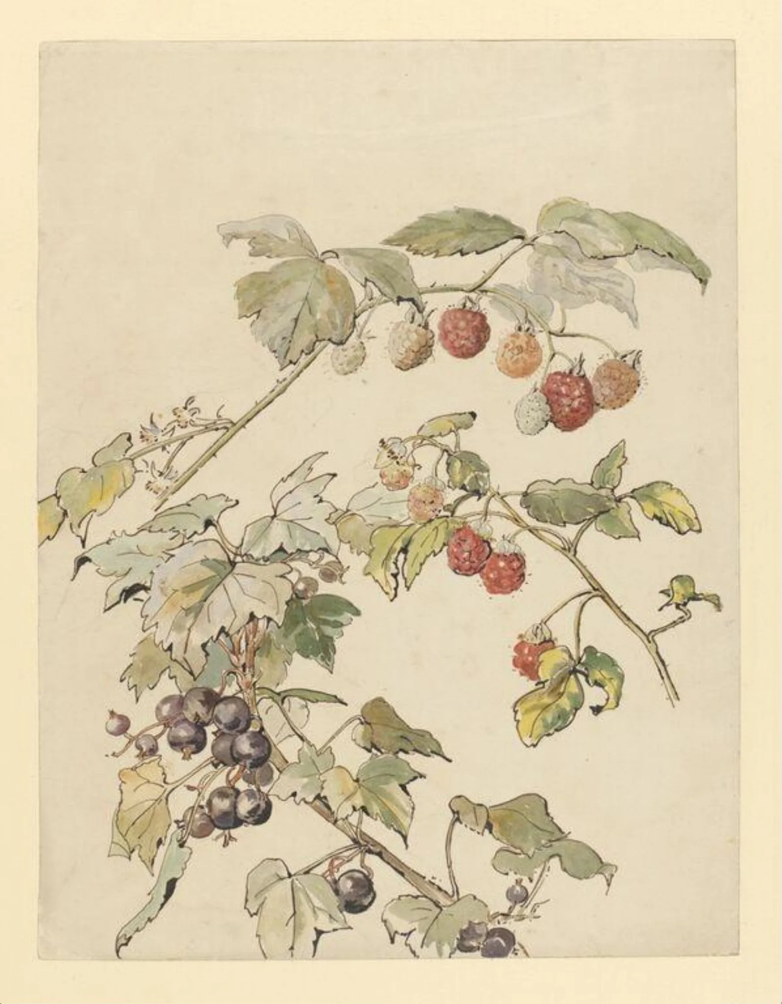 Fruit, detail