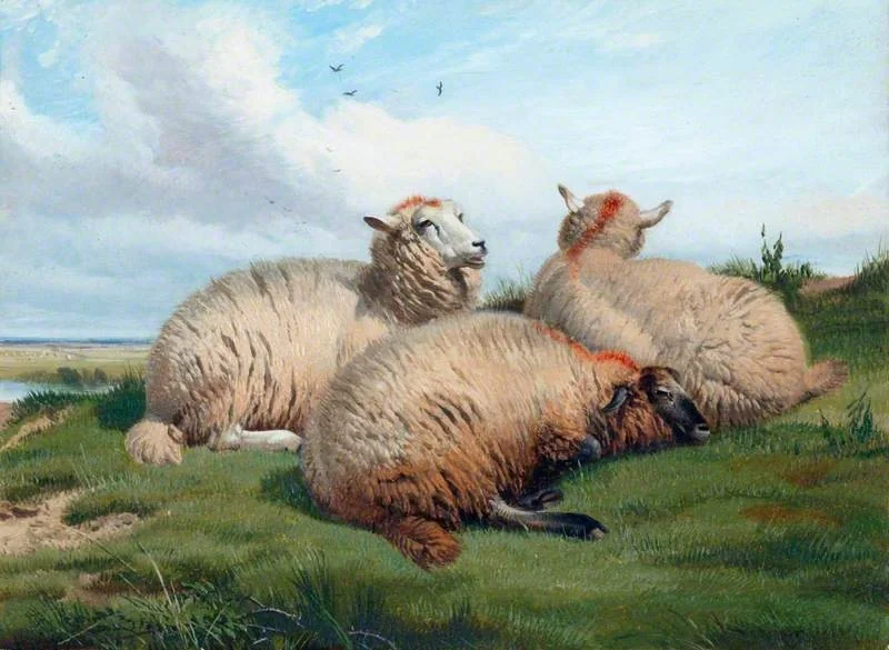 Sheep, detail