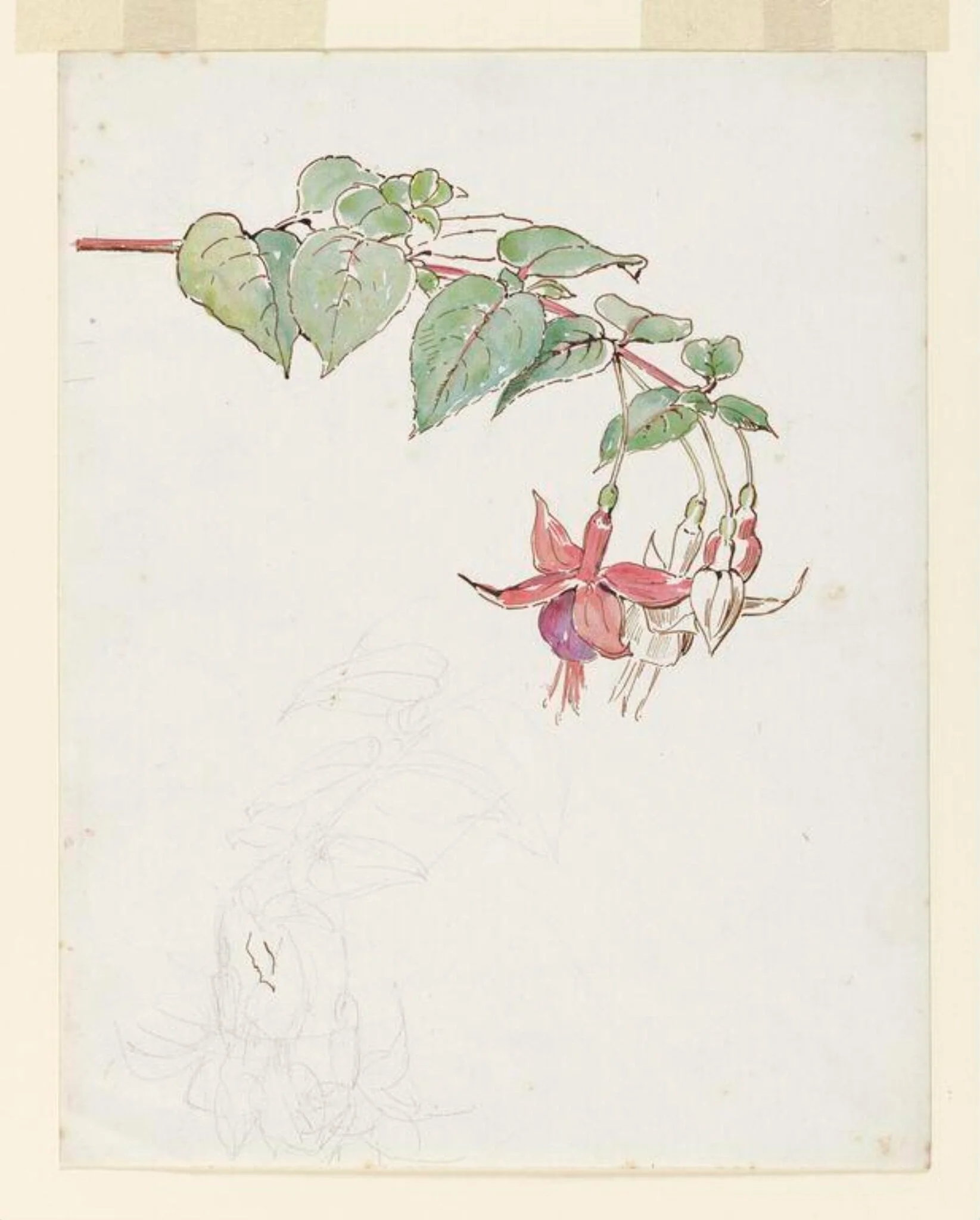 Spray of fuchsia flowers, detail