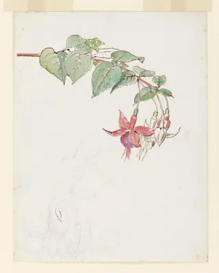 Spray of fuchsia flowers, by Beatrix Potter, watercolor, 1895