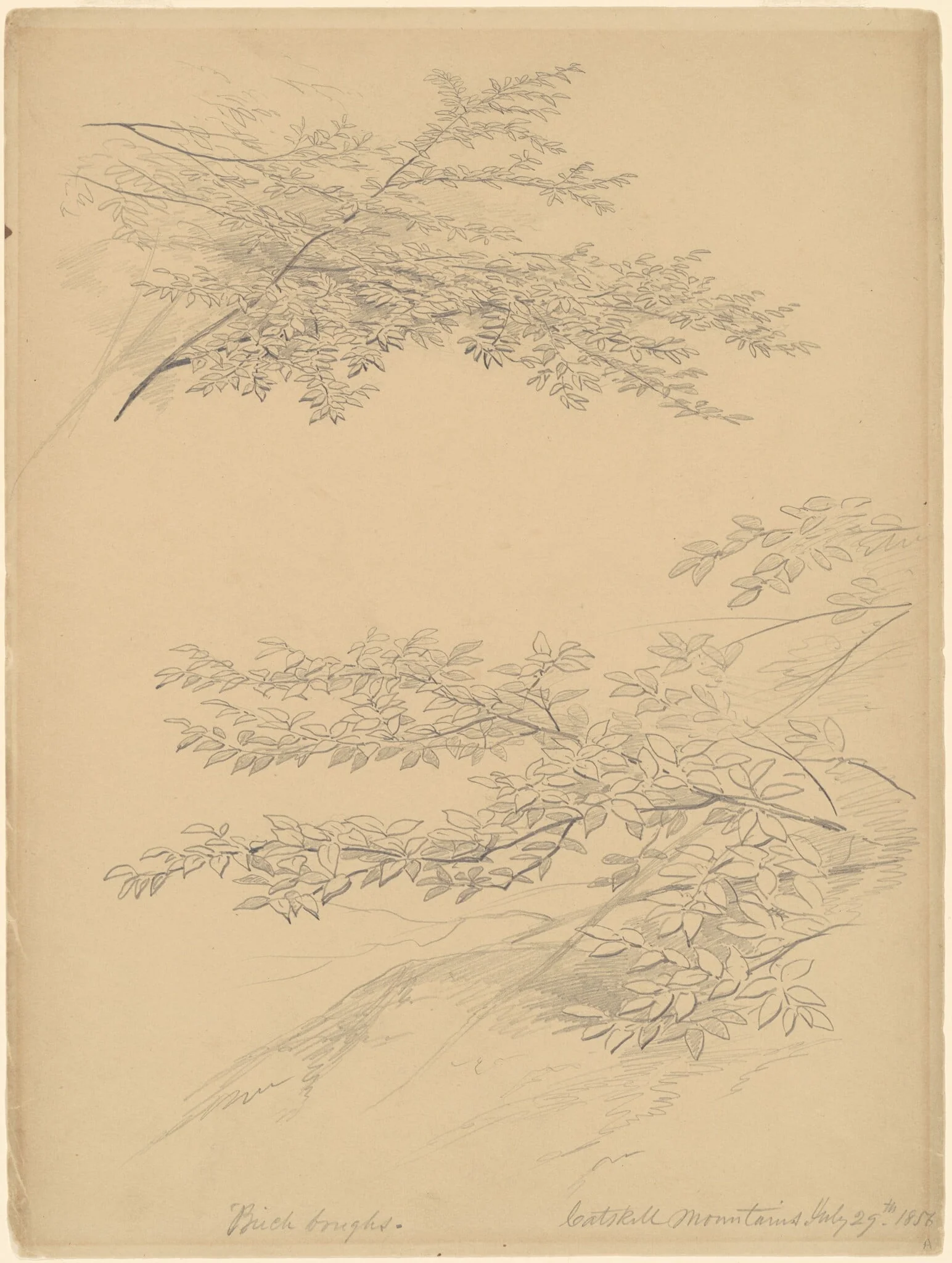 Birch Boughs, Catskill Mountains, detail