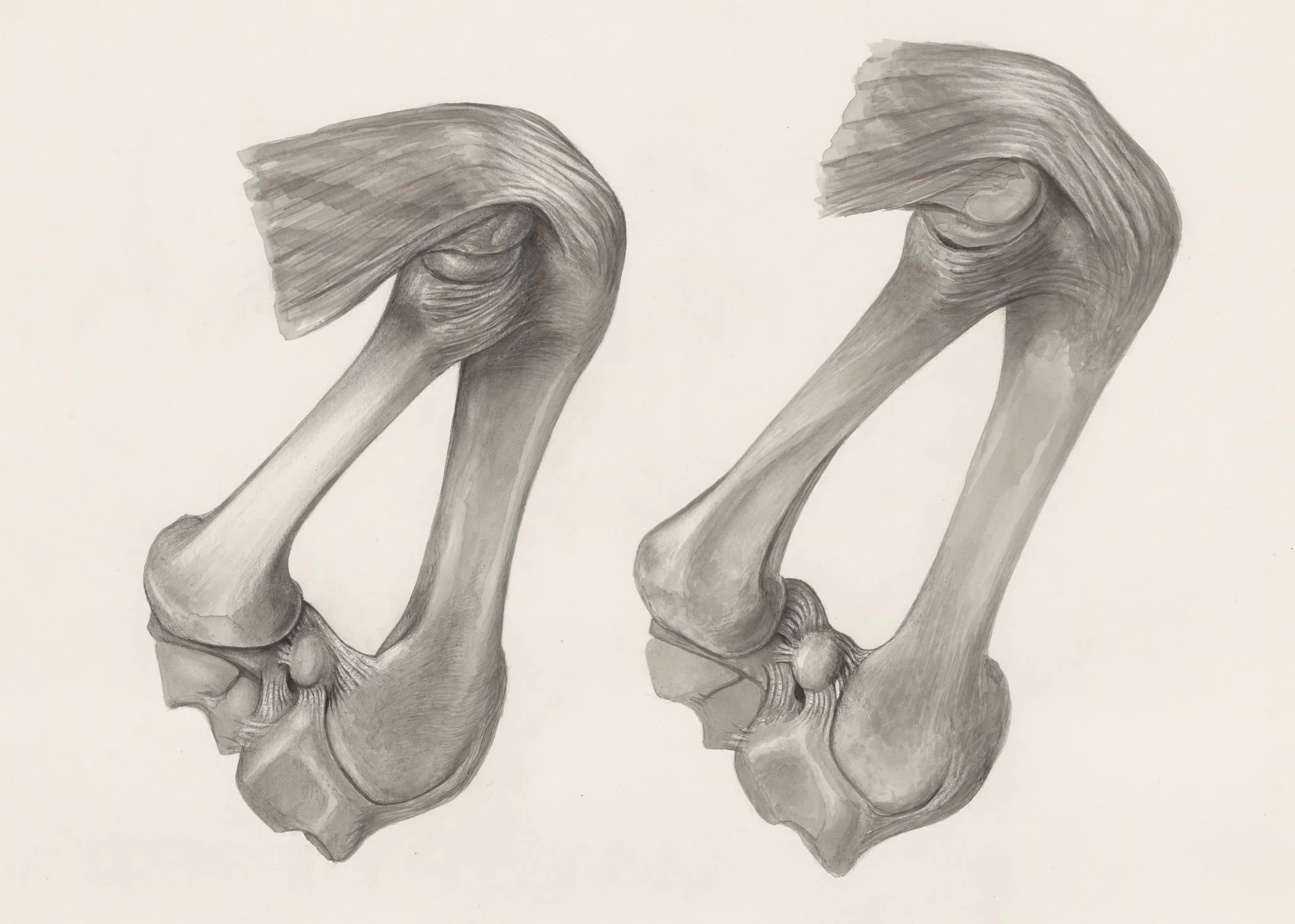 Muscular and bone tissue of the hand or fingers, detail