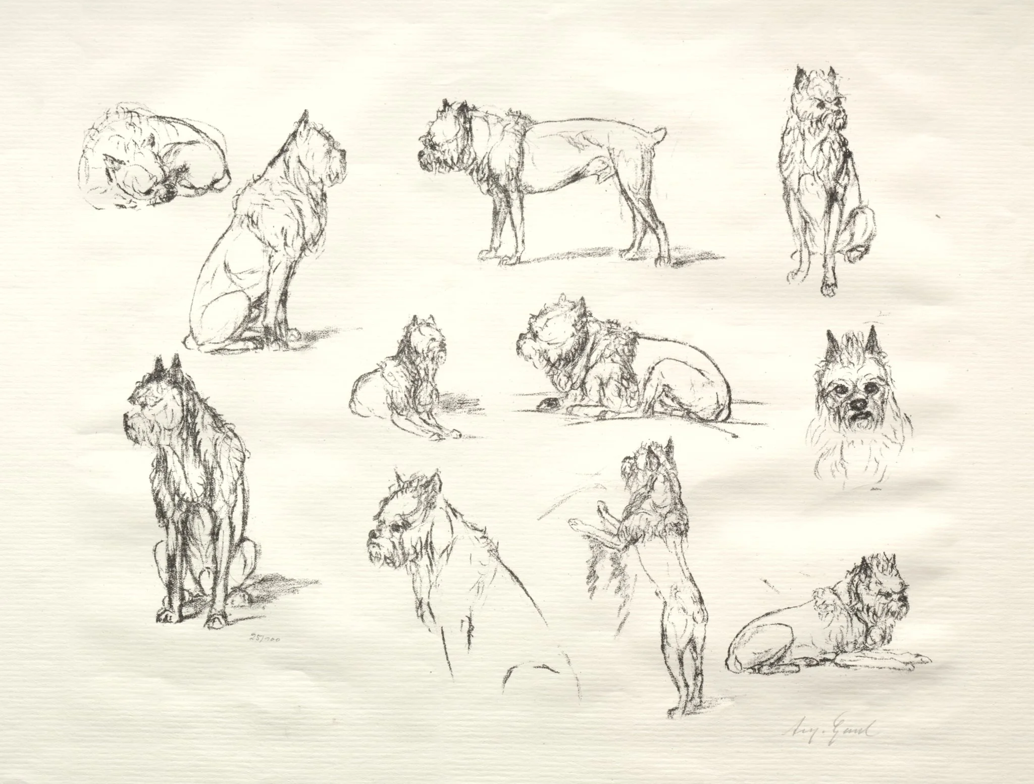 Study of Dogs, detail
