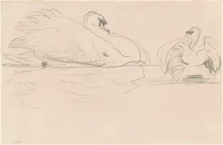 Swans in the Water, by John Singer Sargent, graphite, 1890