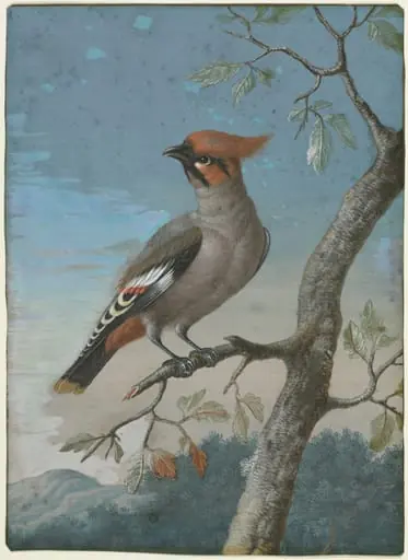 Bird Study: Bohemian Waxwing, by George Edwards, 1741