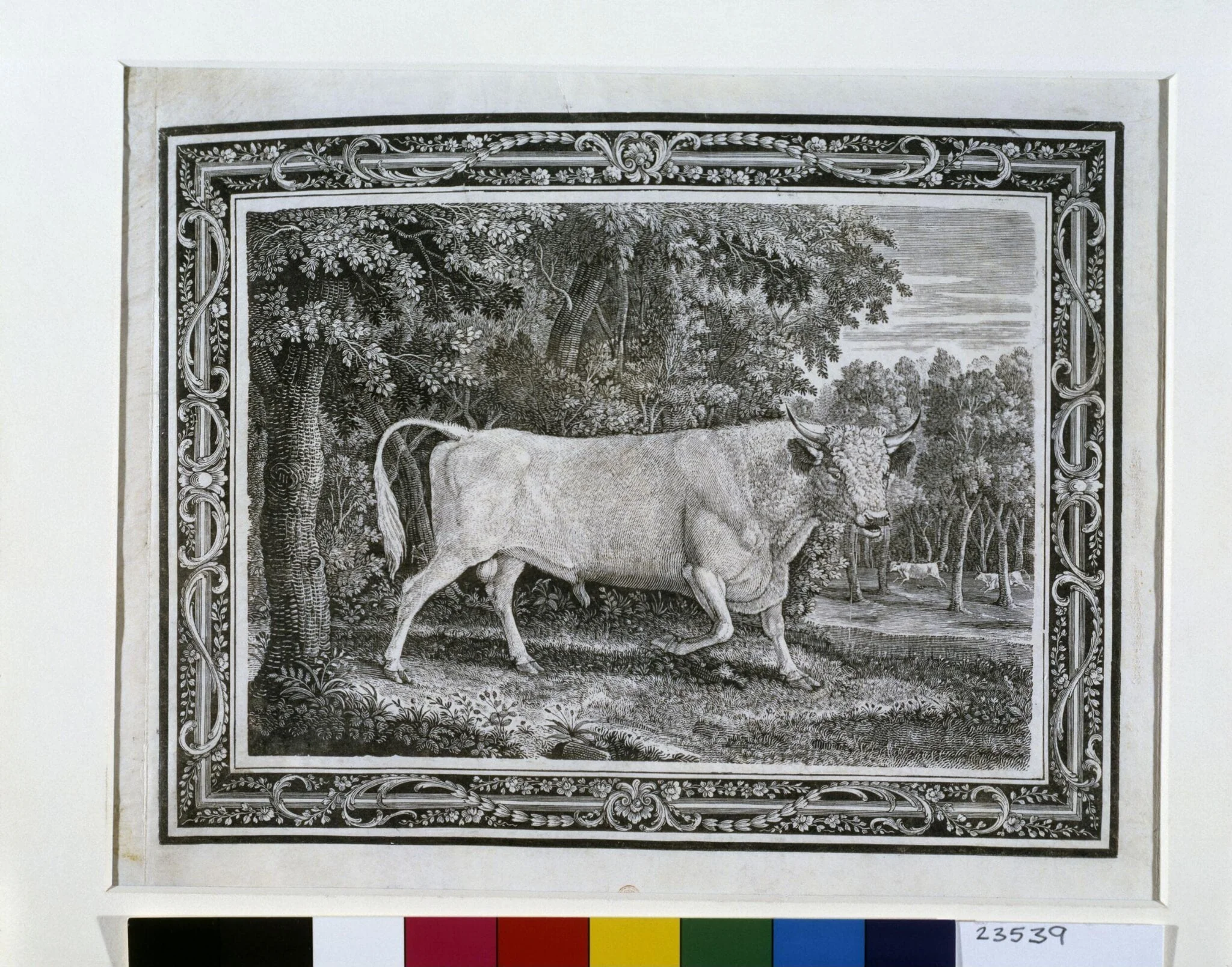The Chillingham Bull, detail