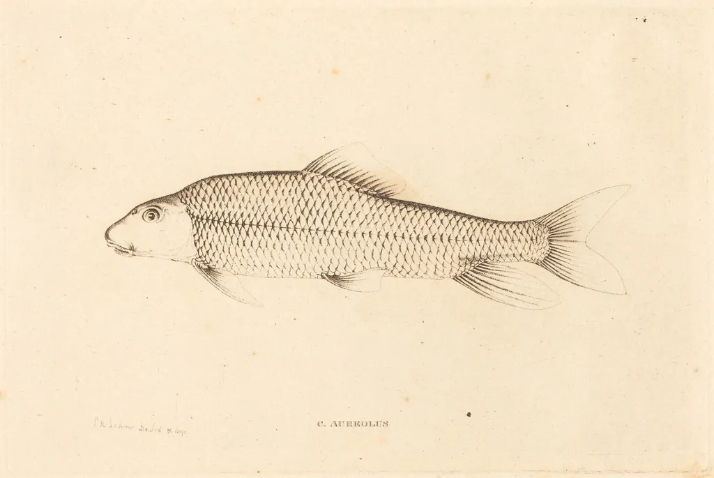 C. Aureolus, by Charles Alexandre Lesueur, ink, 1817