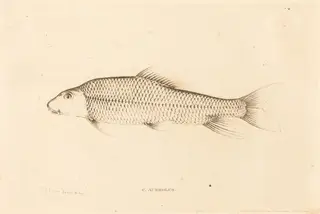 C. Aureolus, by Charles Alexandre Lesueur, ink, 1817
