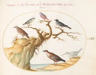 Plate 63: Six Small Birds, Including a Bluethroat and a Cuckoo(?), by Joris Hoefnagel, gouache, 1594