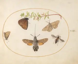 Plate 23: Hummingbird Hawk Moth, Butterflies, and Other Insects around a Snowberry Sprig, by Joris Hoefnagel, gouache, 1594