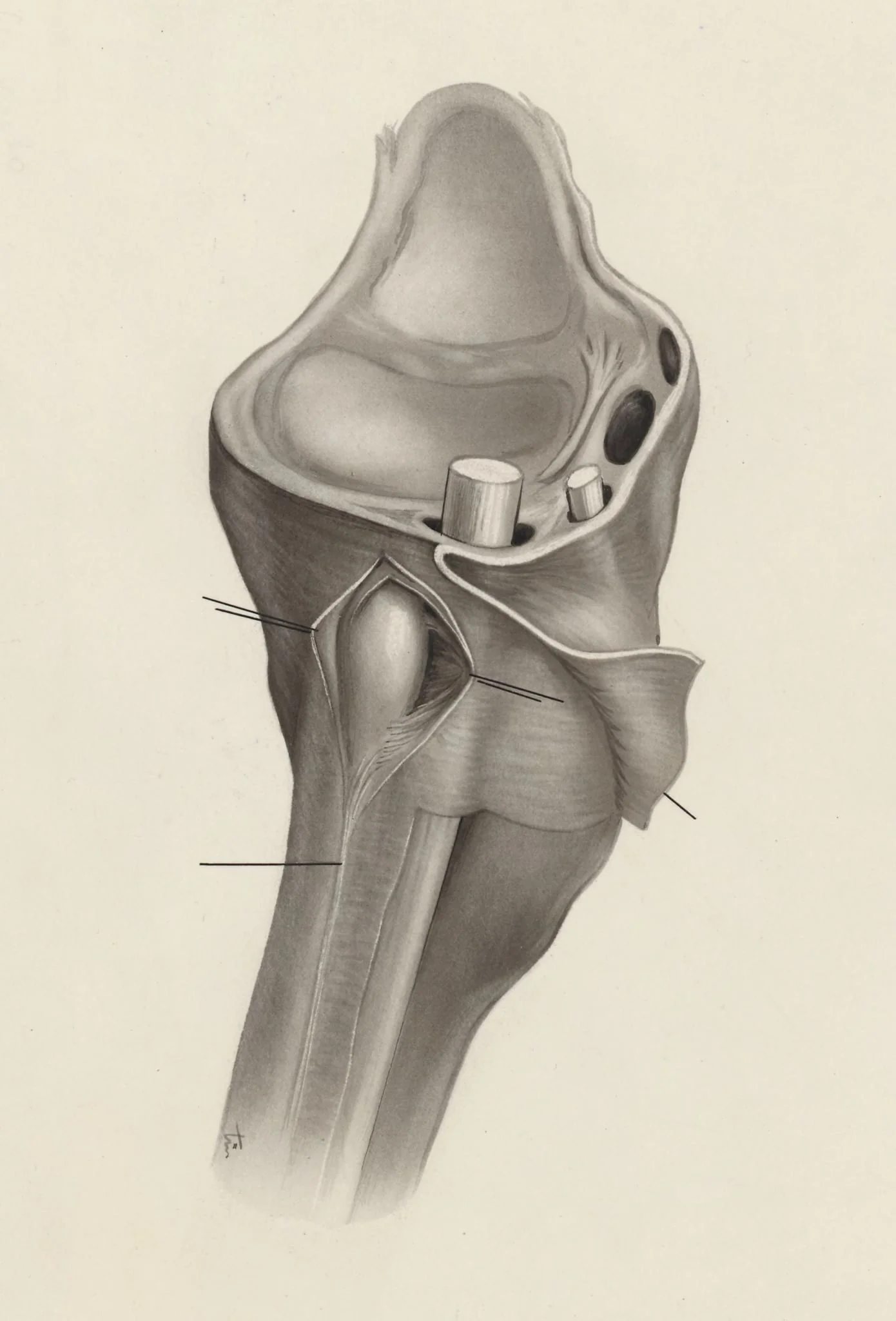 Musculoskeletal system of the wrist, detail