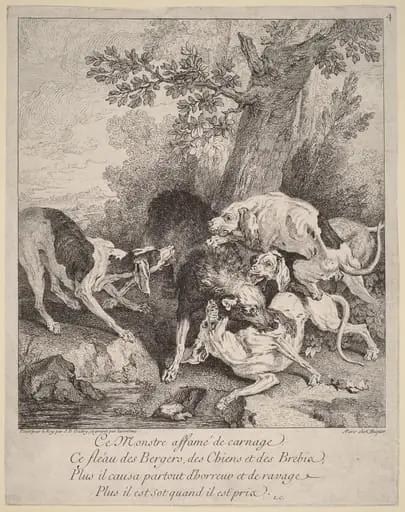 A Wolf Attacked by Dogs, by Jean-Baptiste Oudry, ink, 1725