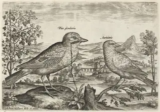 Jay and Finch, by Adriaen Collaert, ink, 1600