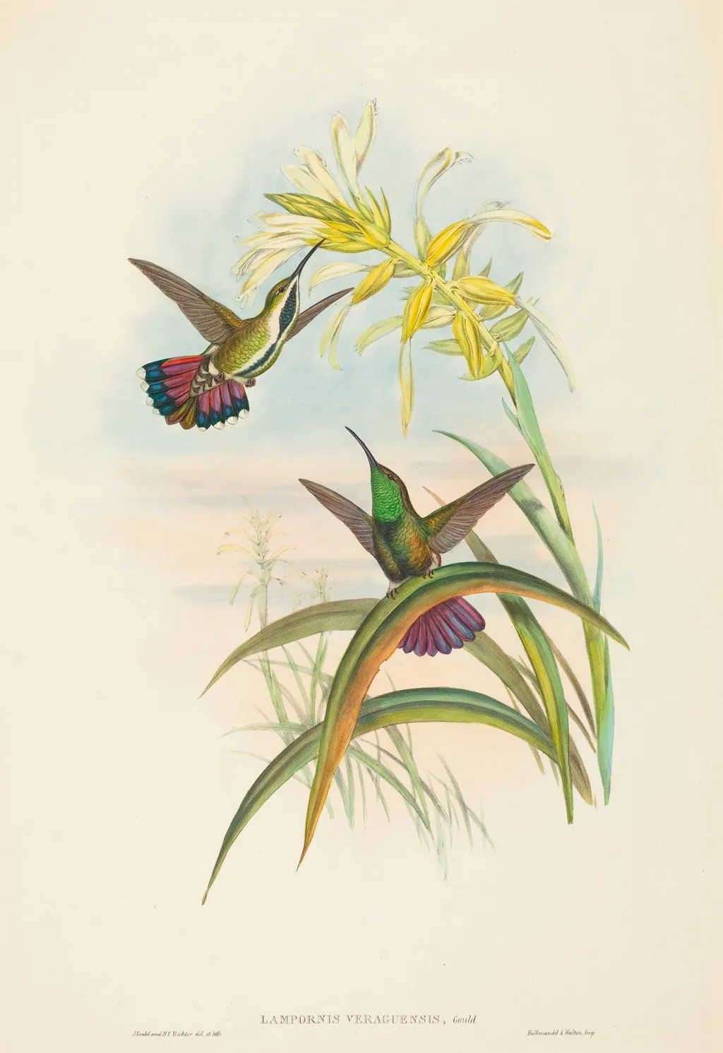 Lampornis veraguensis (Veraguan Mango), by John Gould, ink, 1842