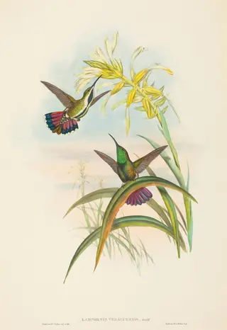 Lampornis veraguensis (Veraguan Mango), by John Gould, ink, 1842