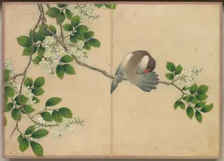 Desk Album: Flower and Bird Paintings (Preening Bird), by Zhang Ruoai, unspecified