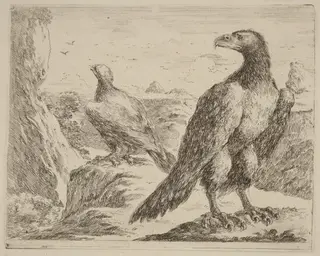 Two Eagles, Both with Heads Turned to the Left, by Stefano Della Bella, ink, 1637
