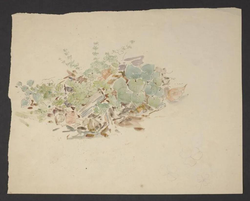 Study of a patch of ground with plants including clover, by Beatrix Potter, watercolor, 1904