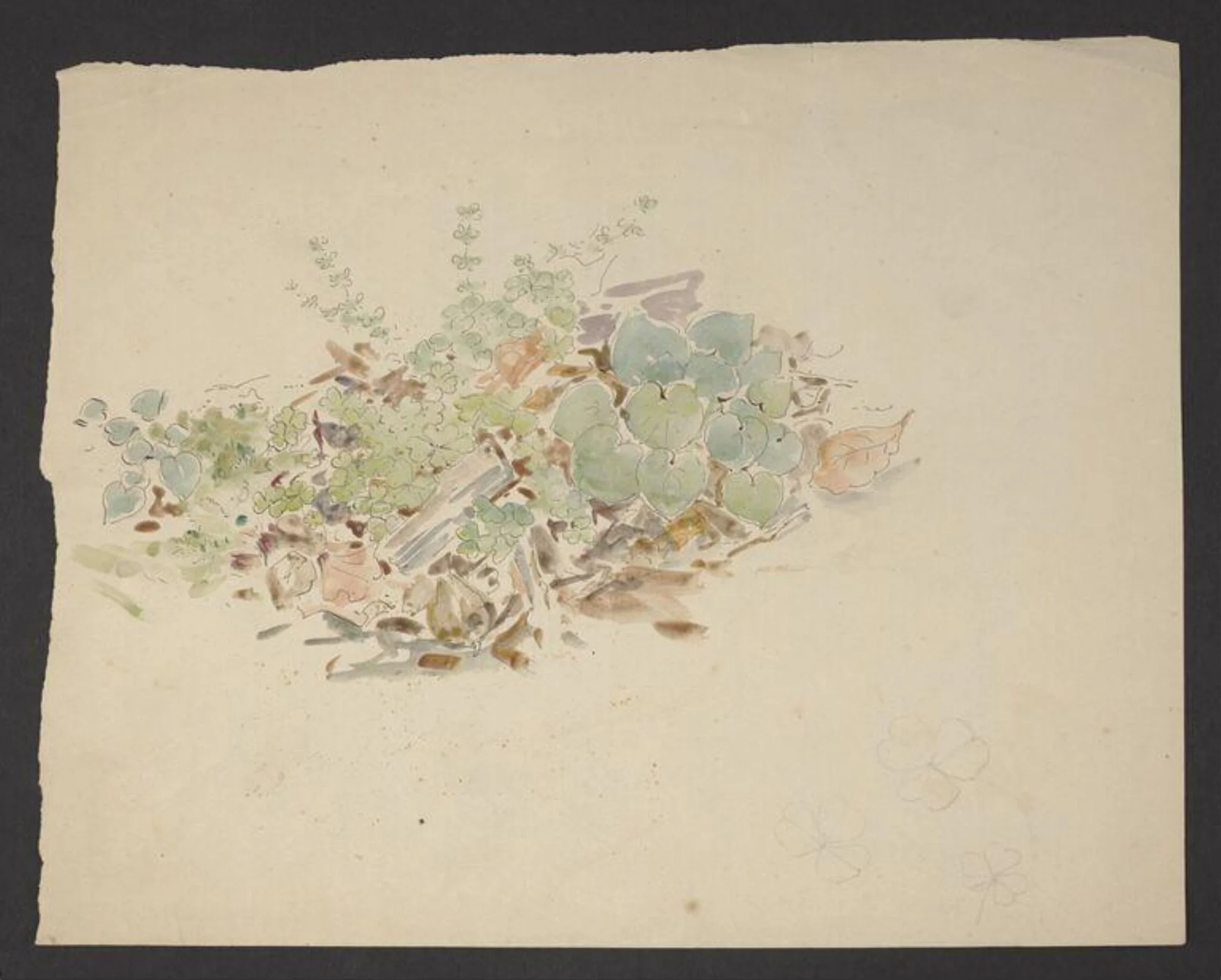 Study of a patch of ground with plants including clover, detail