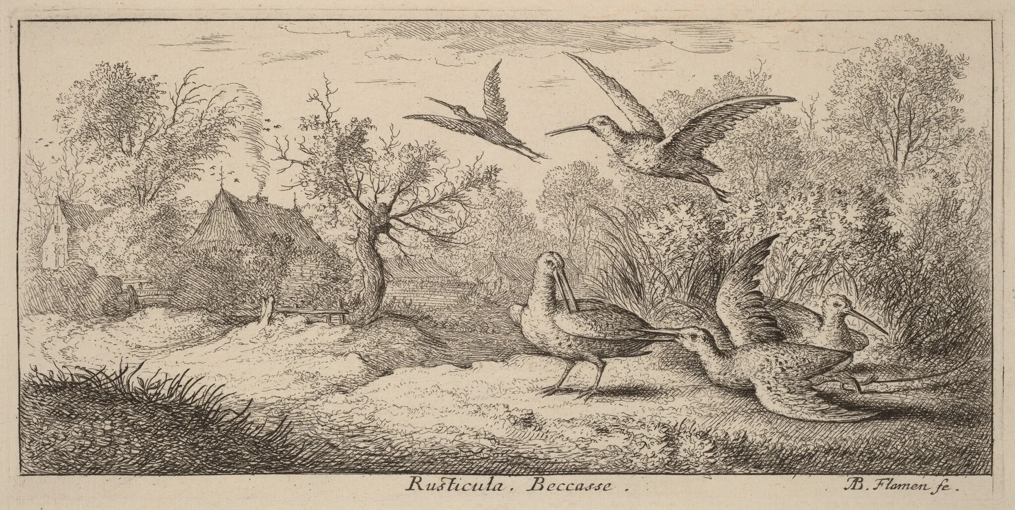 Rusticula, The Woodcock, detail